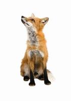 KEK Amsterdam Forest Friends Muursticker Fox