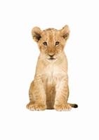 KEK Amsterdam Safari Friends Lion Cub XL muursticker