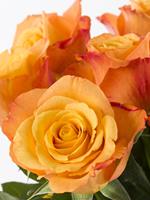 Surprose 20 oranje rozen - Confidential | Rozen online bestellen & versturen | .nl