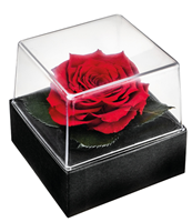 Blumenversand Edelweiß Rosenblüte in Geschenkbox