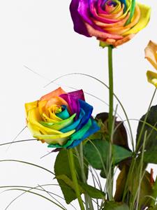 Surprose Drie regenboog rozen, inclusief vaasje