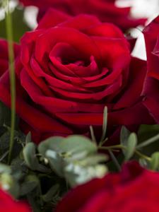 Surprose 20 rode rozen met eucalyptus - EverRed