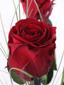 Surprose Drie bordeaux rode long life rozen inclusief vaasje