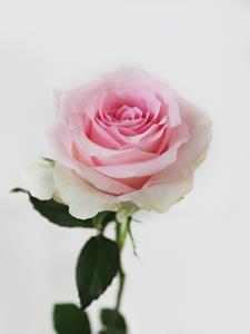 Surprose Enkele roze roos inclusief vaasje - Sweet Revival