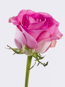 Surprose Enkele roze roos inclusief vaasje - Revival