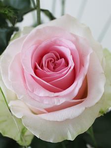 Surprose Drie roze rozen, inclusief vaasje - Sweet Revival