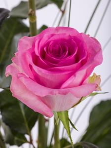 Surprose Drie roze rozen, inclusief vaasje - Revival