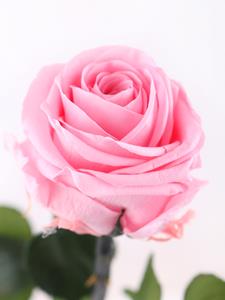 Surprose Enkele roze long life roos inclusief vaasje