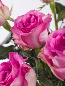 Surprose 10 roze rozen - Revival