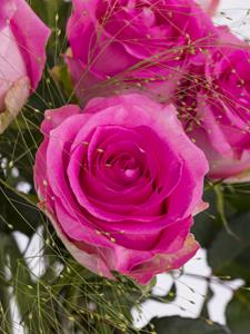 Surprose Roze rozenboeket met panicum + gratis glasvaas - Revival