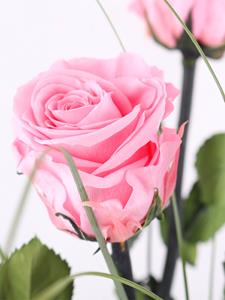 Surprose Drie roze long life rozen inclusief vaasje