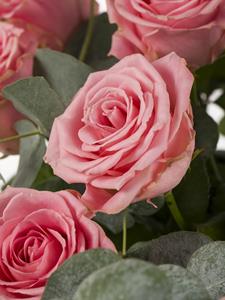 Surprose Roze rozenboeket - Sophia Loren