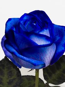 Surprose Enkele blauwe roos, inclusief vaasje