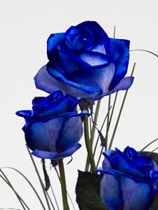 Surprose Drie blauwe rozen, inclusief vaasje