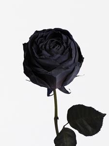 Surprose Enkele zwarte roos, inclusief vaasje