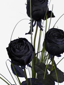 Surprose Drie zwarte rozen, inclusief vaasje