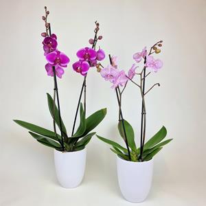 Blumenversand Edelweiß Topfpflanze Orchidee