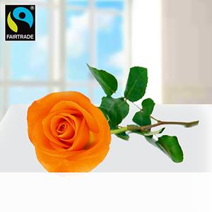 123Blumenversand Orange langstielige Fairtrade Rose in edler Verpackung