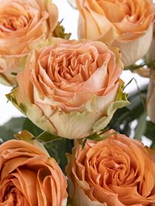 Surprose 10 zalmkleurige rozen uit Ecuador