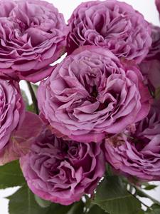 Surprose 10 paarse rozen uit Ecuador