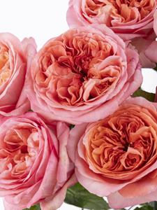 Surprose 10 roze rozen uit Ecuador