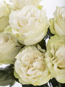 Surprose 10 witte rozen uit Ecuador