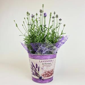 Blumenversand Edelweiß Topfpflanze Lavendel