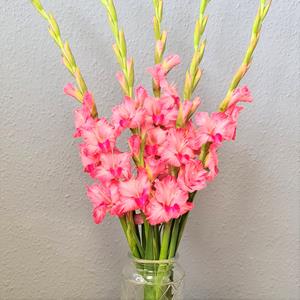 Blumenversand Edelweiß Kurze Gladiolen