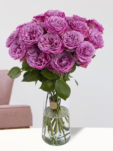 Surprose 20 paarse rozen uit Ecuador