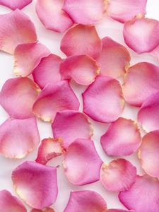 Surprose Roze rozenblaadjes