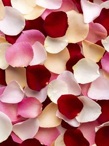 Surprose Gemengde rozenblaadjes