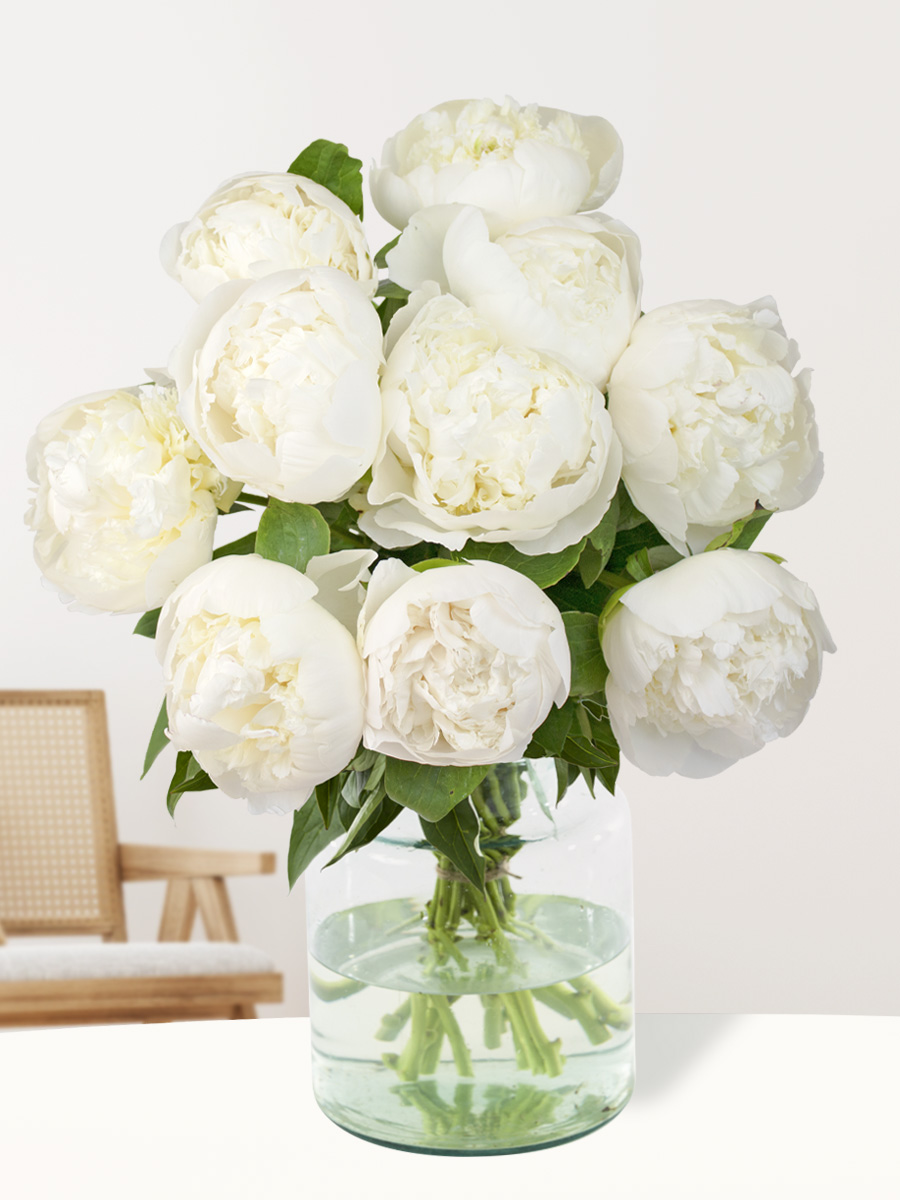 Surprose 10 witte pioenrozen - Duchesse de Nemours