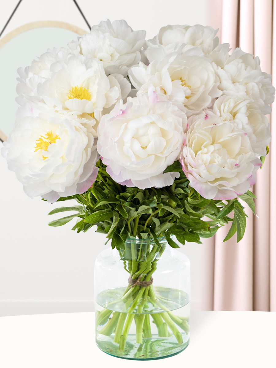 Surprose 10 wit-roze pioenrozen - Gardenia