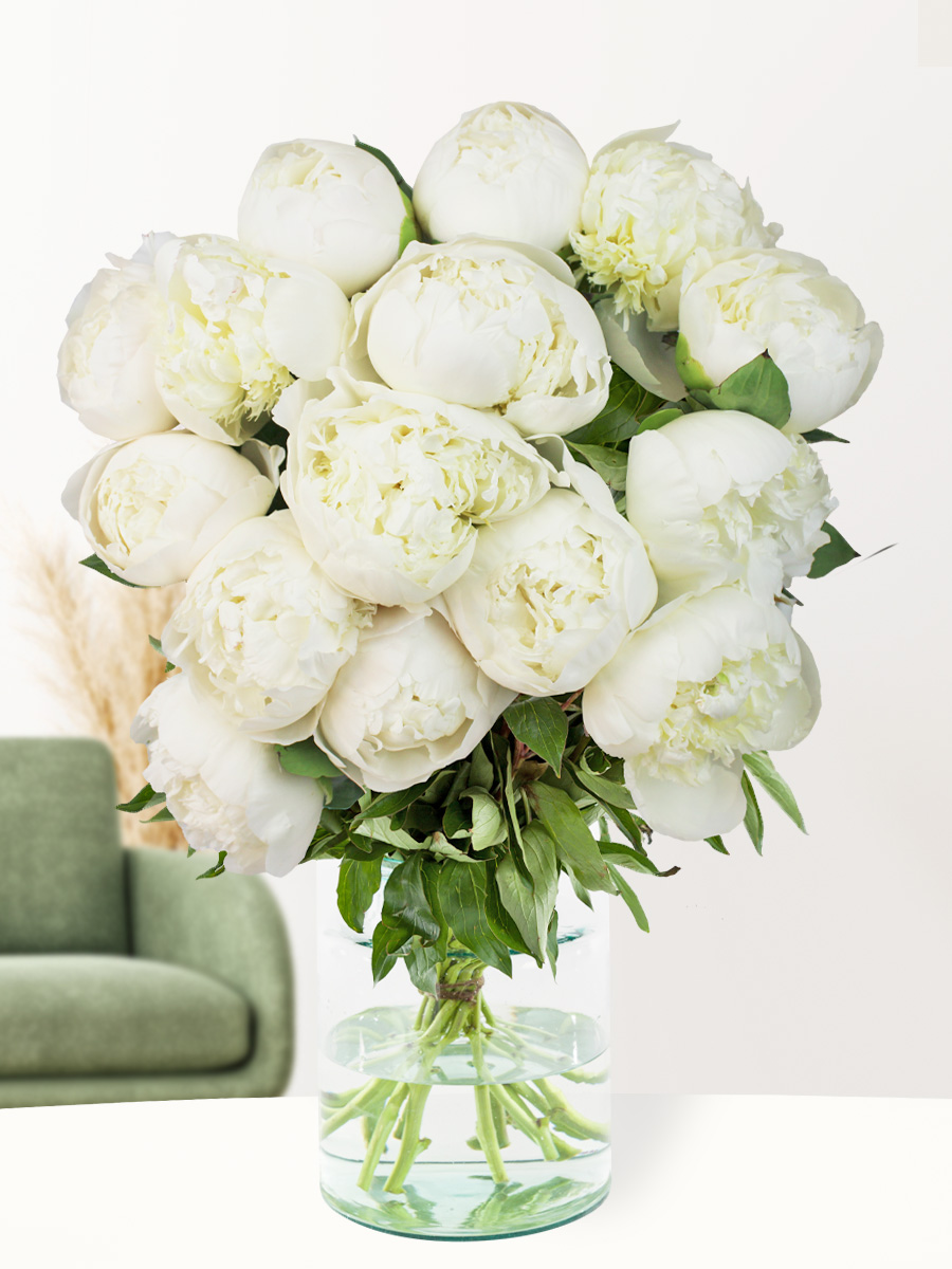 Surprose 15 witte pioenrozen - Duchesse de Nemours