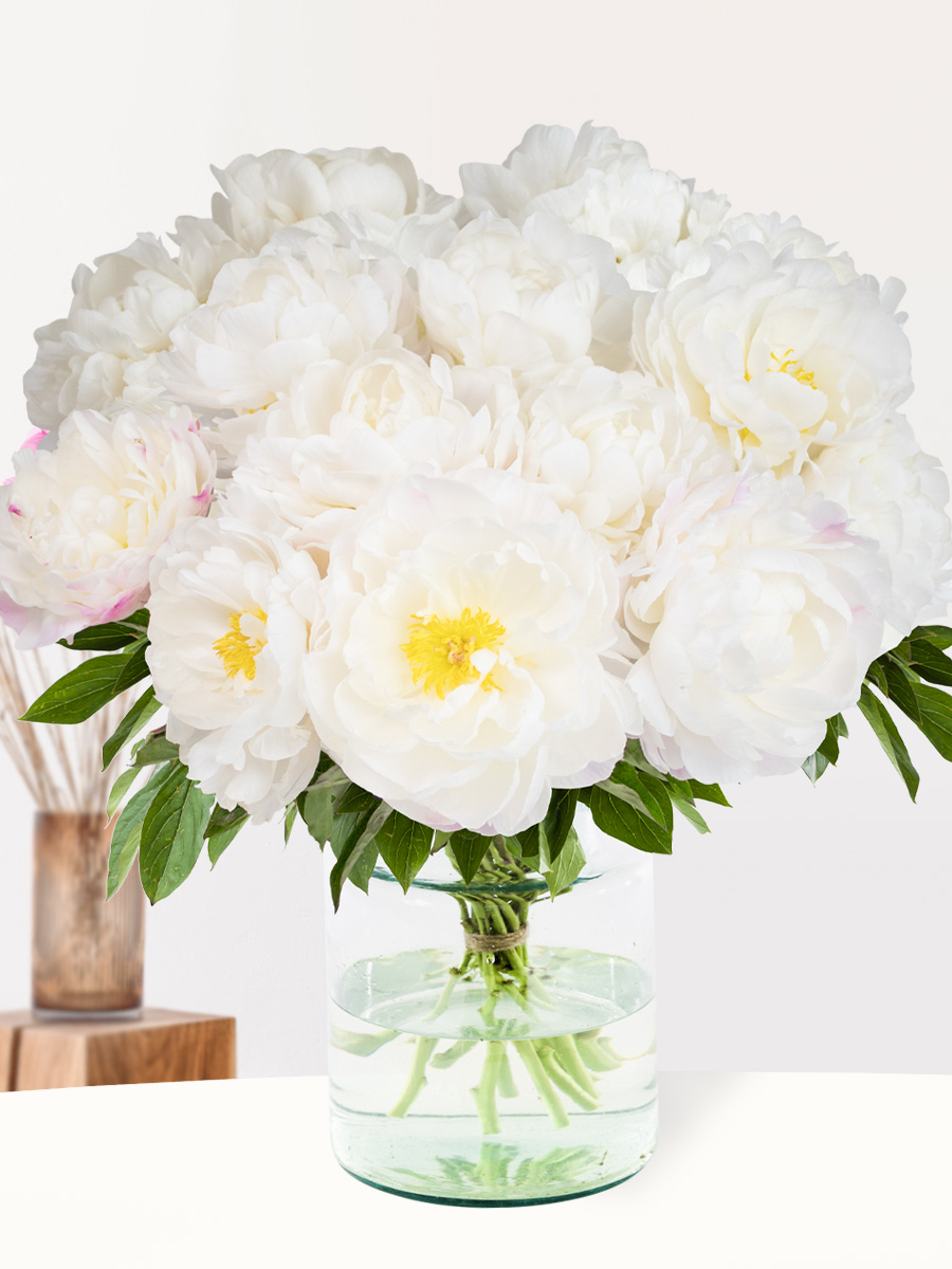 Surprose 15 wit-roze pioenrozen - Gardenia