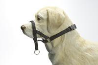 Beeztees IPTS Dog control Nylon Zwart 24 cm