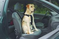 Beeztees Wandel- En Autogordel Hond XL Onderweg met de hond