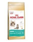 Royalcanin Maine Coon Kitten - Kattenvoer - 400Â gram