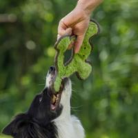 majordog Hondenspeelgoed Frog met Pluche