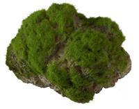 Aqua D'ella Decor Moss Stone Met Zuignap Large - Aquarium - Ornament - 17x11x13.5 cm