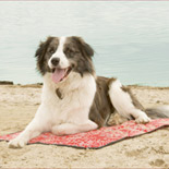 Animal Gear Europe GmbH Koel-ligmatten voor honden, kleur: rood