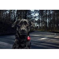 Orbiloc Leuchtanhänger Dog Dual rot, Maße: ca. 4,8 x 3,5 x 2 cm
