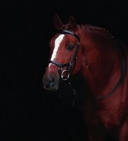 Rambo Micklem by Horseware Rambo Micklem Competition Hoofdstel
