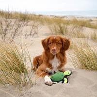 Beco Pets Hunde-Plüschspielzeug Turtle Tommy grün, Maße: ca. 28,5 x 27,5 x 8 cm