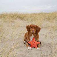 Beco Pets Hunde-Plüschspielzeug Seestern Sindy orange, Maße: ca. 29,5 x 30 x 7 cm