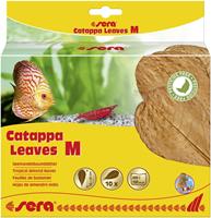 Sera Catappa Leaves M 16 - 20 cm