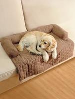 wenko Tier-Couch für das Sofa Katzencouch Katzenbett Tierdecken Hundedecke Hundekissen - 