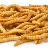 Vivara Gevriesdroogde meelwormen 100 g