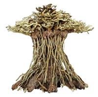 Bonsai Mushroom - M
