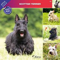 Schecker Rassekalender 2022, Scottish Terrier